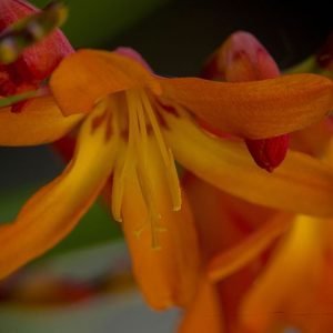 Crocosmia