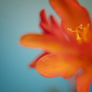 Crocosmia 2