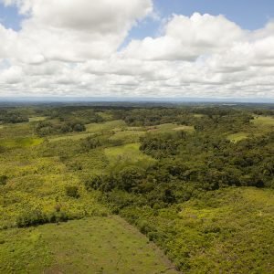 Entre verde y blanco