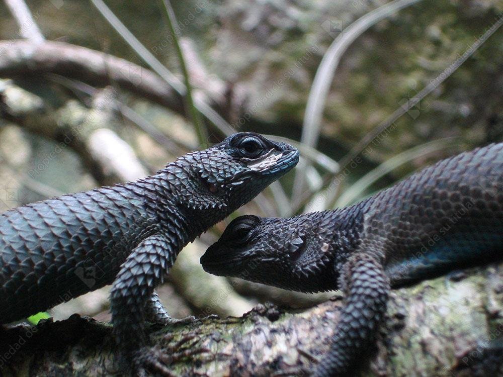 Escorpiones reptil