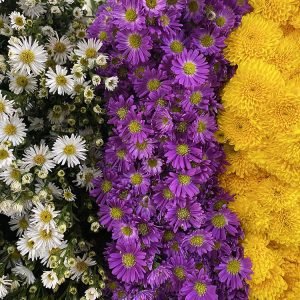 Flores 1
