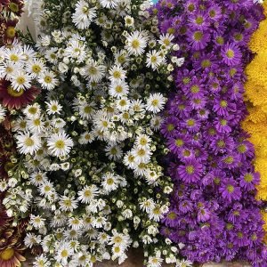 Flores 2