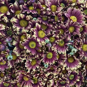 Flores 3