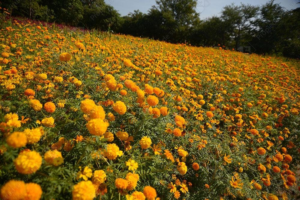 Flores de cempasúchil