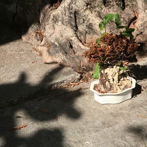 El bonsai