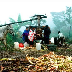 Moliendo caña