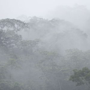 Neblina 2