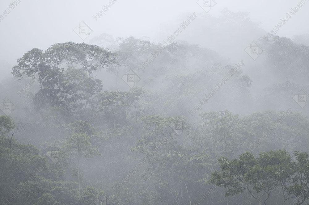 Neblina 2