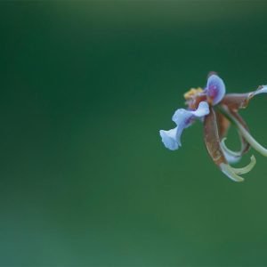 Orquídea