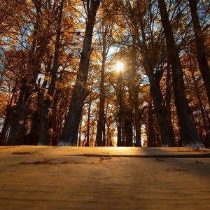 Otoño en Tzimol