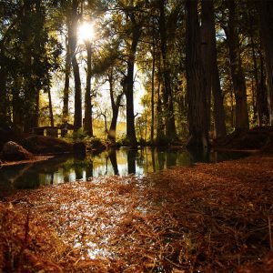 Otoño en Tzimol 2