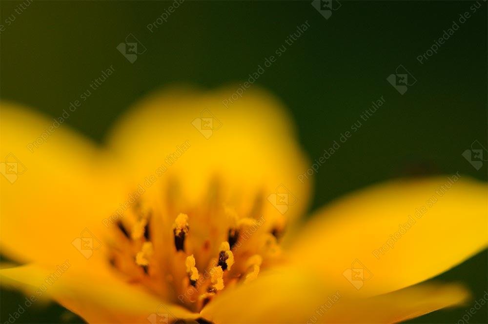 Pistilos