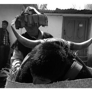 Torito Sagrado 2
