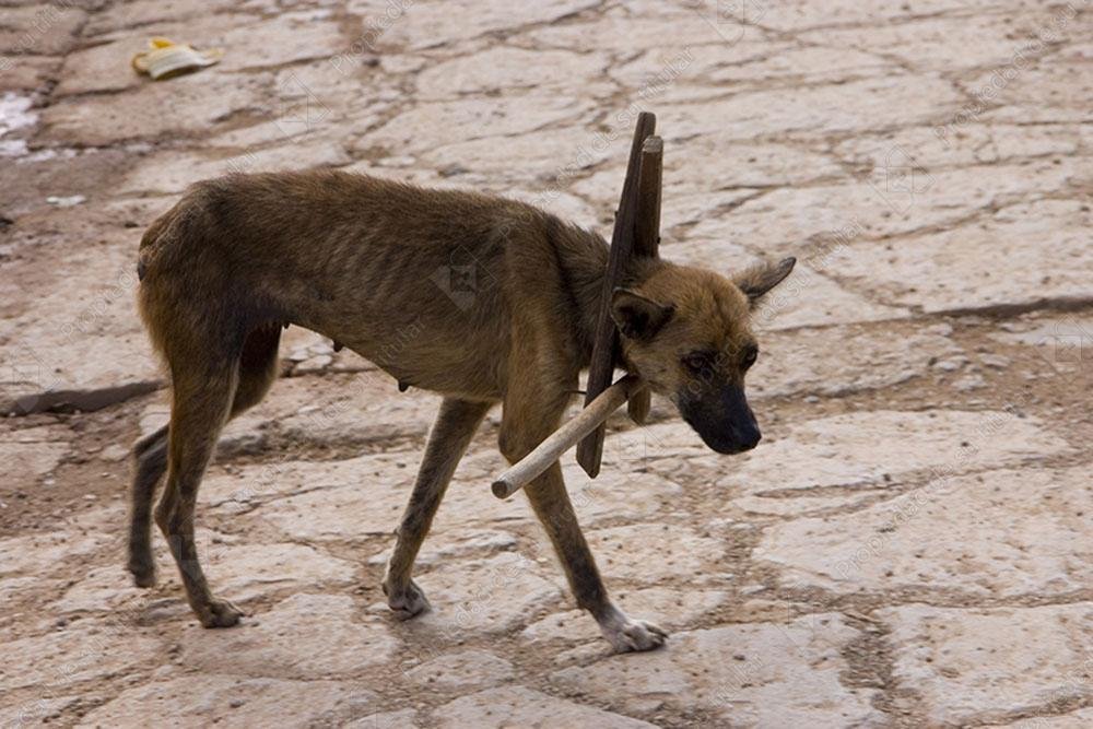 tortura