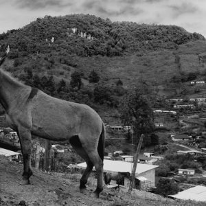 Mula en sierra