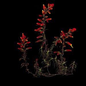 Una pu: triste, Castilleja integrifolia L.
