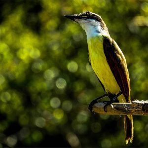 Luis Bienteveo, Pitangus sulphuratus