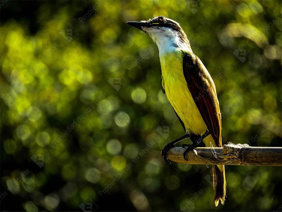 03 Bientevo común, Pitangus sulphuratus, Baños del Carmen, Venustiano Carranza, Chiapas