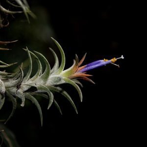 Tillandsia vanhyningii