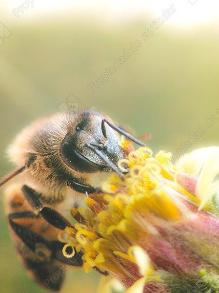 Abeja 2