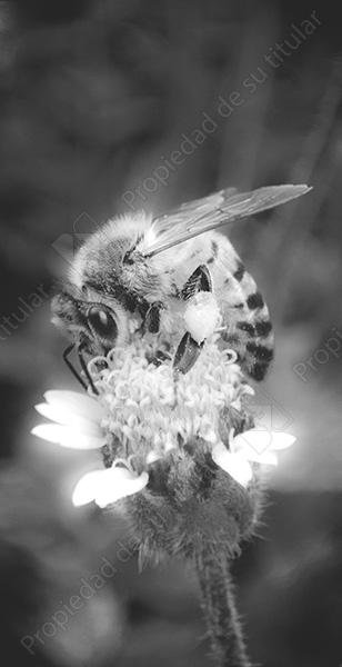 Abeja ByN