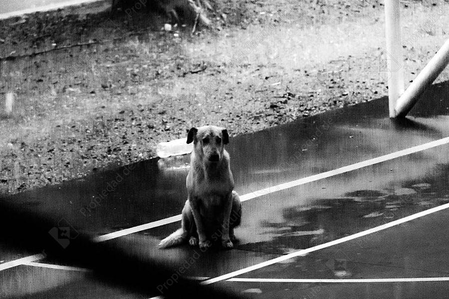 Lluvia de emociones