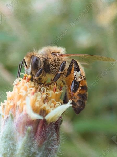 abeja 3